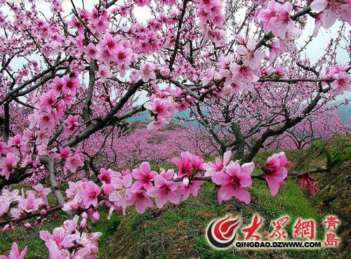 沂水泉庄镇首届桃花节即将启幕