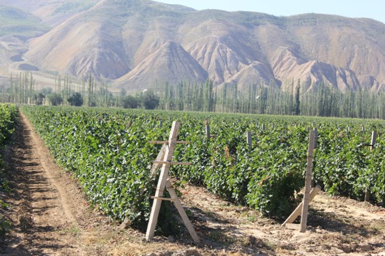 25万亩葡萄园 张裕六大优质葡萄基地专访