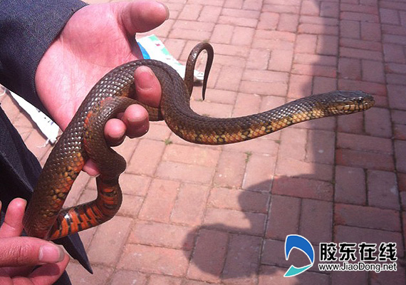 捕蛇遭遇放蛇難南山動物園已蛇滿為患