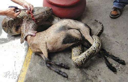 香港12呎长巨蟒吞食半岁小羊(组图)