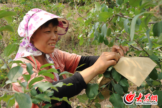 (记者 胡昌辉 张雪松)近期,关于烟台苹果主产区红富士套违禁药袋长大