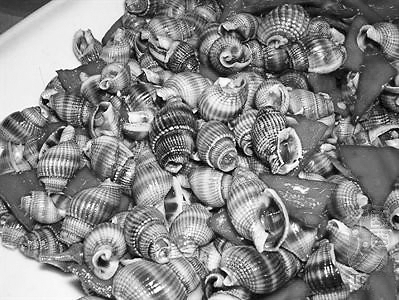 海南8种织纹螺4种有毒 食用织纹螺需谨慎