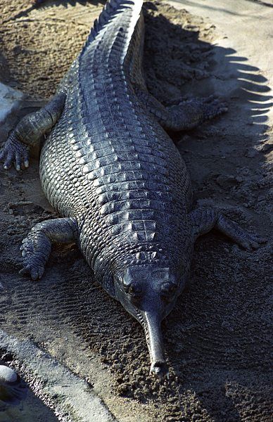 前所未见的奇异动物 来见识一下(组图)