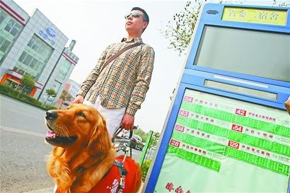 山东导盲犬被赋"公交权" betty能上公交车了