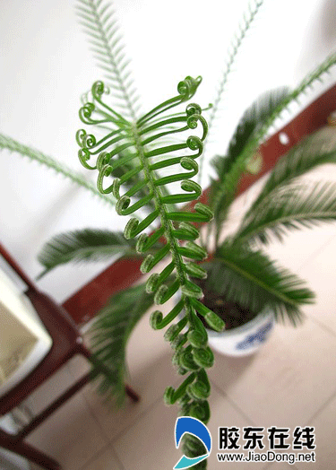 铁树叶子蜷曲长 专家:光照不足缺肥料(组图)