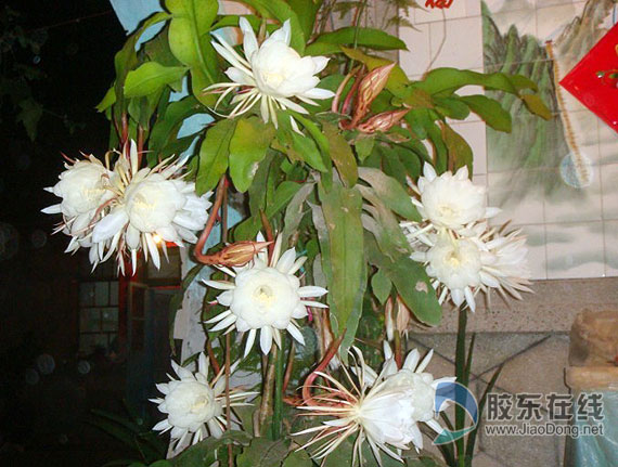 王杨 宋玉霞 邱爱云) "昙花一现"形容的是昙花开放的时间短而开花的