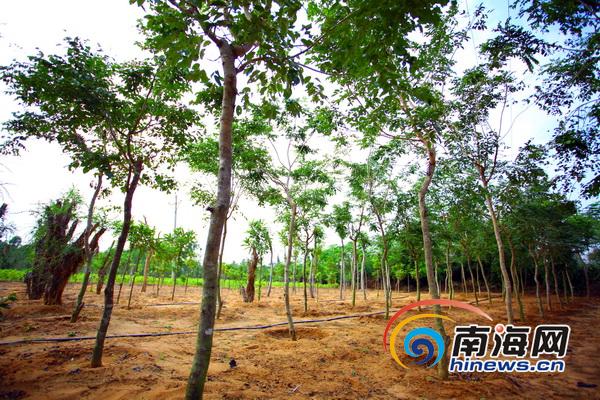 走进东方:访珍稀树种基地 感受花梨魅力