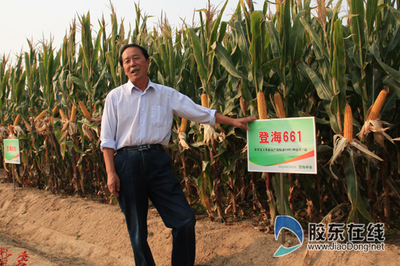 莱州夏粮实现"十连增" 登海培育世界超级玉米