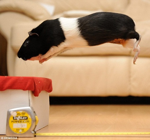 明星豚鼠跃过48厘米平台 刷新世界纪录(图)