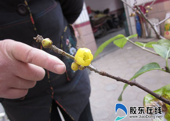 今年臘梅有點怪葉子沒落花已開組圖