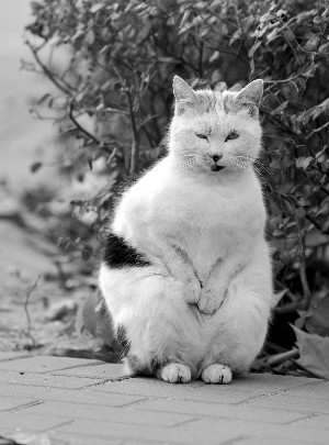 "搓手猫"路边搓手取暖 让人又爱又怜