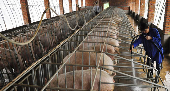 生猪养殖业成本上涨 价格出现两头高,中间低