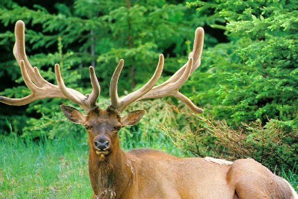 韩士兵误将马鹿认为朝鲜军人向其掷手榴弹图