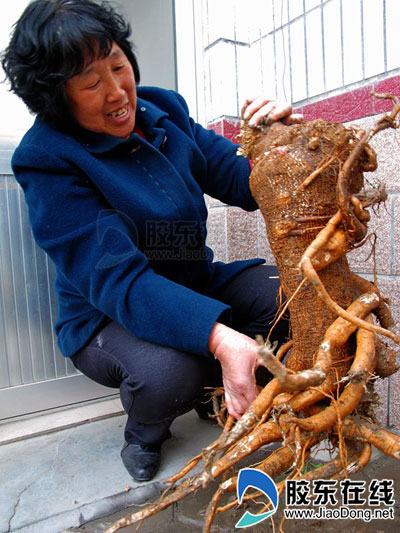 筷子粗西洋参三年长婴孩大小专家鉴定是商陆