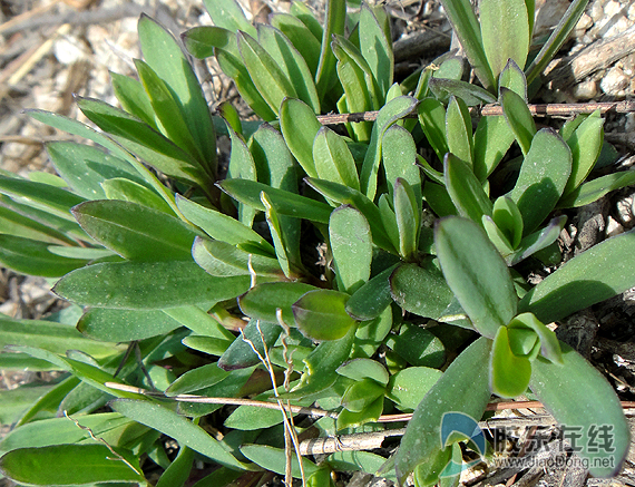 成片的山麻楂菜满山腰图