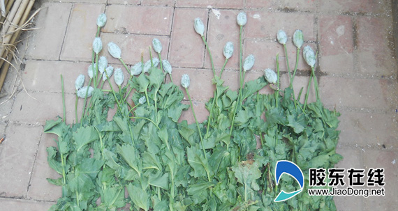 小区绿化带内私种罂粟民警依法铲除进行销毁