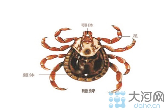 河南近期发生疑似蜱虫咬人 具体情况医院未透露