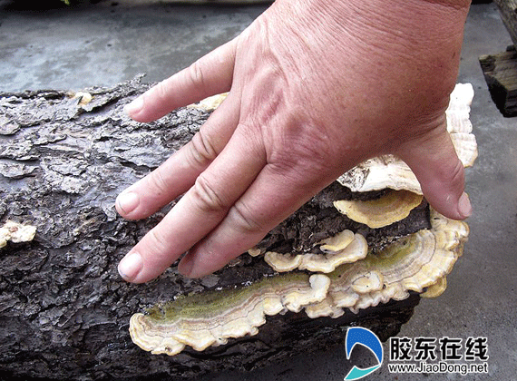 苹果树桩长灵芝?专家:那是云芝(组图)