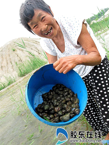 连续降雨河道滋生田螺 煮食要防寄生虫(图)