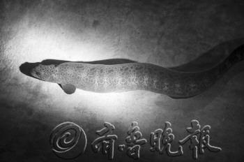 烟台一公司试养肉食狼鳗 "深海怪"有望上餐桌