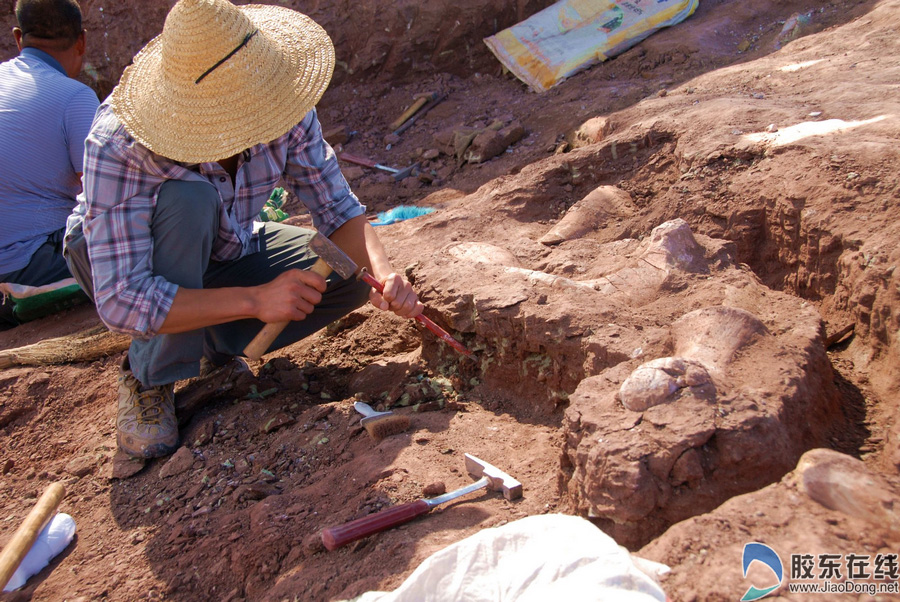 莱阳地区恐龙发掘史上最大化石"面世"(高清)