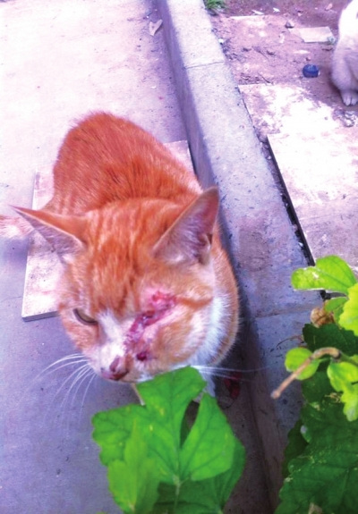 流浪猫遭市民毒打眼睛被打肿眼下被戳穿(图)