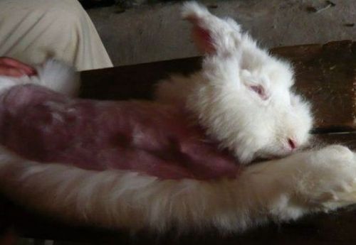 活揪兔子毛 活揪兔毛场面残暴(图)