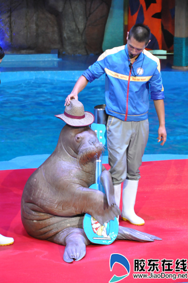 欢乐剧场-海象表演