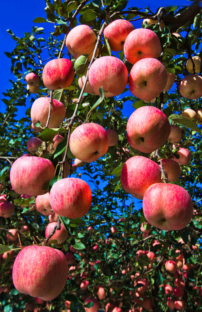 果香烟台摄影火红的果园