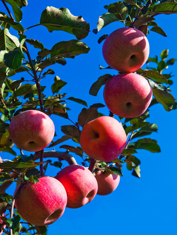 果香烟台摄影火红的果园