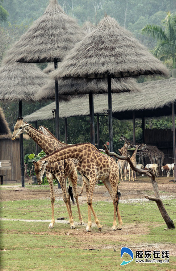 長隆野生動物園長頸鹿.