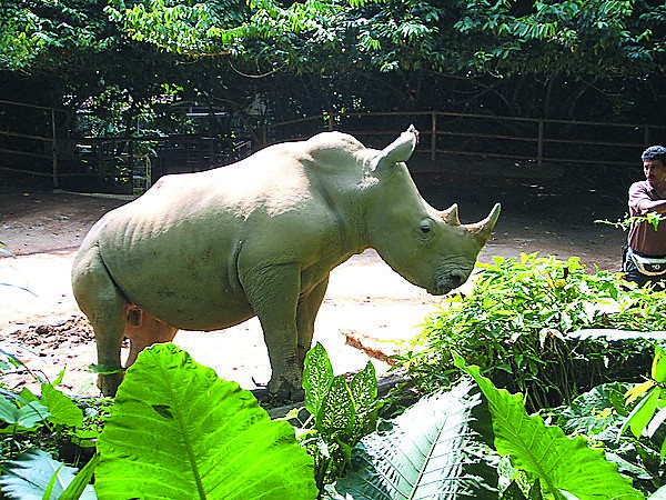 南山公园动物园再添新成员 首次引进白犀牛金虎