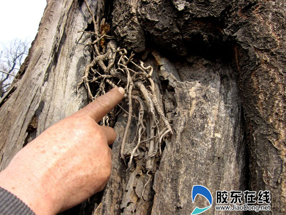 梧桐树也长气生根?罕见!(组图)