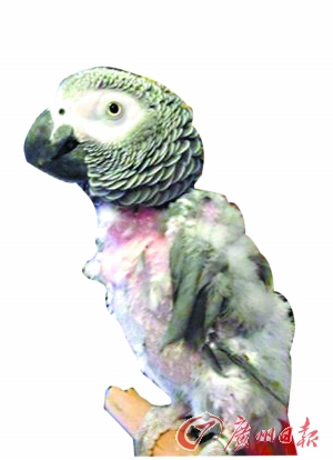 鹦鹉患抑郁拔毛自残不停呼唤已故女主人名字