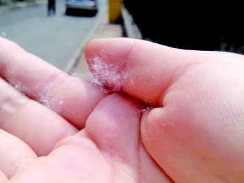 杨柳飞絮将持续到4月底 专家开治疗过敏药方