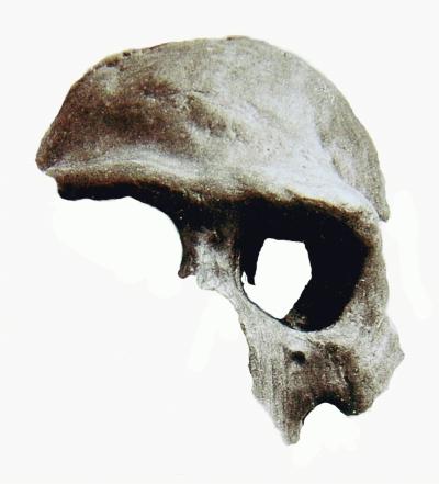 文化 文化新闻 文化速递 正文 "南京直立人"头骨复原图   昨天,有媒体