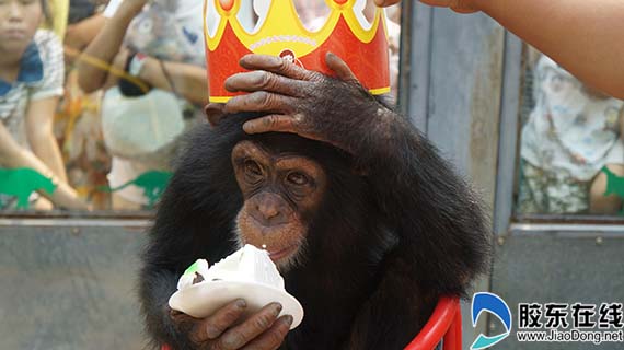 动物园生日会千名游客参与 现场分享巨型蛋糕