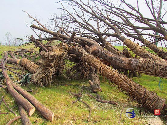 南京:青奥会前突击栽植大树大量枯死(图) 世相万千 烟台新闻网 胶东在