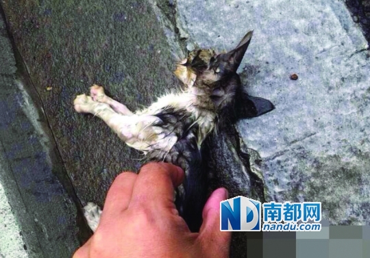 虐待动物又见损招 上海频发"高架扔猫"(图)