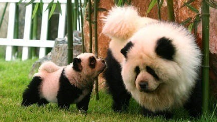 意大利马戏团将松狮犬染成熊猫赚钱 被警方没收