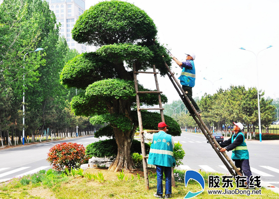 修剪景观树造型图