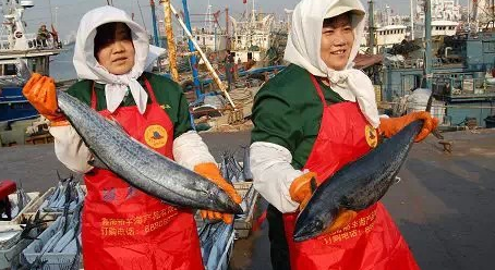 开春送鲅鱼是青岛民俗