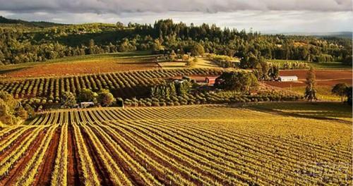 11.威拉美特谷酒庄(willamette valley vineyards)