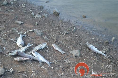 即墨宋化泉水库死鱼成片臭气熏天(组图)