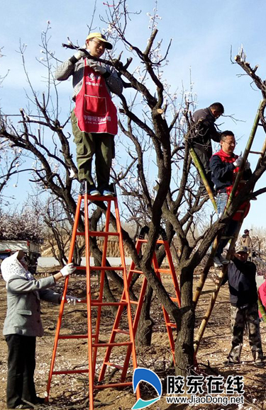 梅花嫁接日进千元(图)