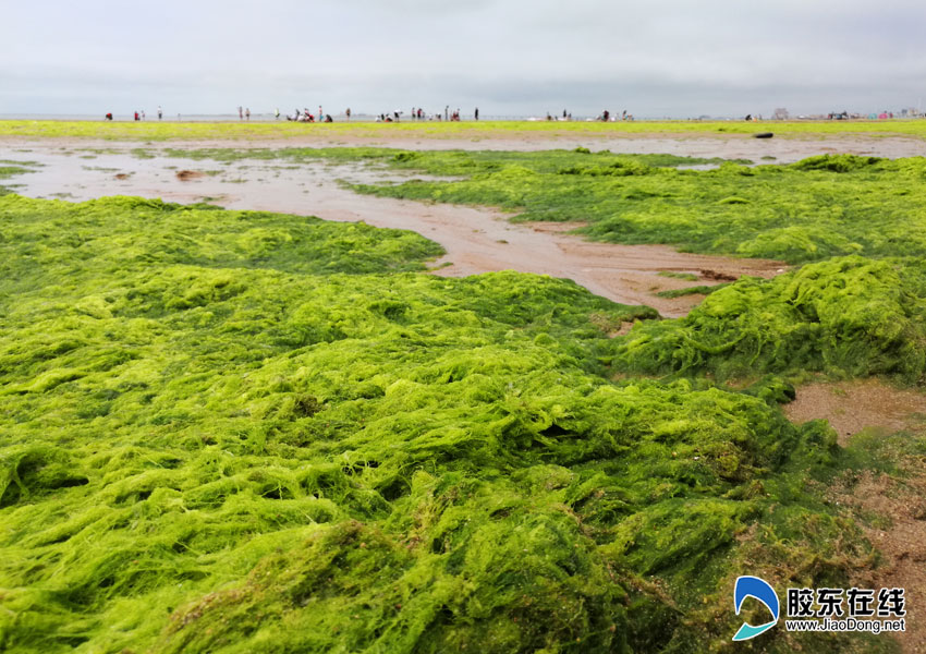 浒苔侵袭海阳莱阳近岸海域 未对海水水质造成影响