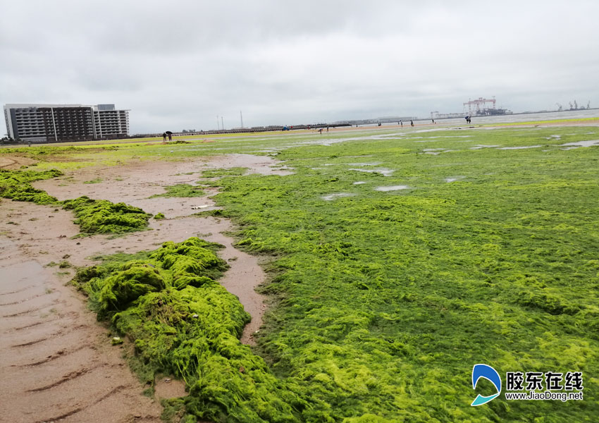 浒苔侵袭海阳莱阳近岸海域 未对海水水质造成影响