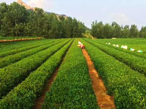 2000斤无公害日照绿茶本周末空降烟台(图)