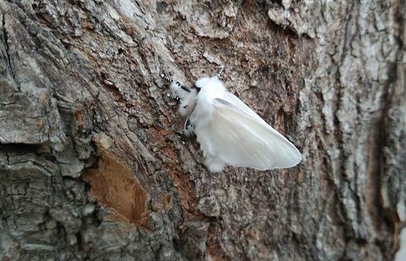 静海小区发现疑似美国白蛾希望尽快处理