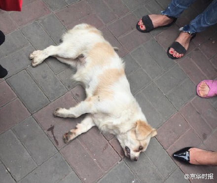 男子为吃狗肉活活摔死小狗 遭群众暴打